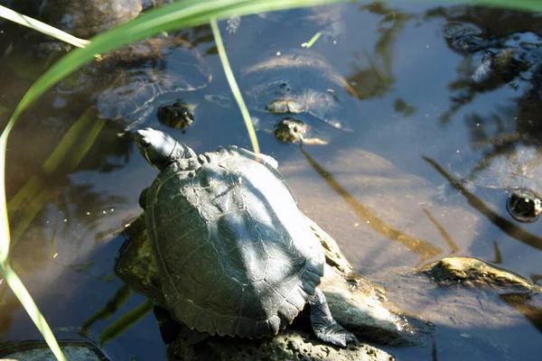 Veel Gewone Waterschildpadden Zwemmen Onder Water Een Blauw Groen Diep — Stockfoto