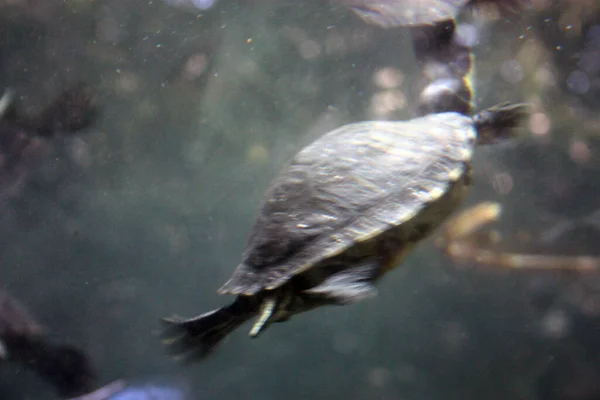 Muchas Tortugas Acuáticas Comunes Nadan Bajo Agua Azul Verde Profundo —  Fotos de Stock