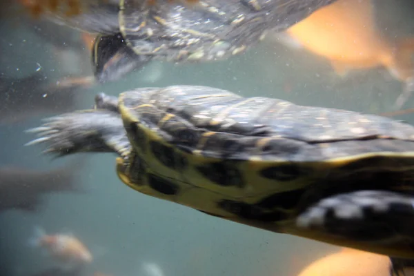 Many Common Aquatic Turtles Swim Underwater Blue Green Deep Pound — Stock Photo, Image