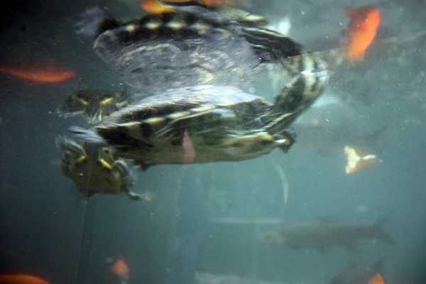 Muchas Tortugas Acuáticas Comunes Nadan Bajo Agua Azul Verde Profundo —  Fotos de Stock