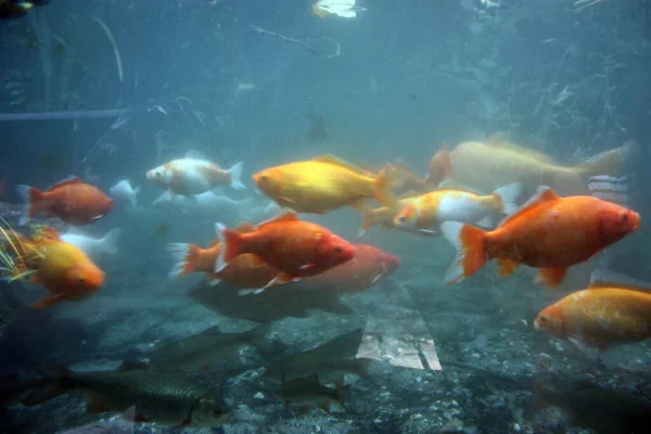 Muitos Peixes Amarelos Cor Vermelha Laranja Nadam Fundo Mar Como — Fotografia de Stock