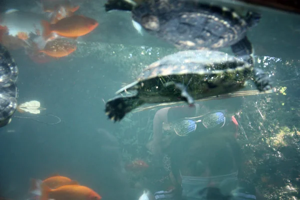 Viele Wasserschildkröten Schwimmen Unter Wasser Einem Blauen Und Grünen Tiefen — Stockfoto