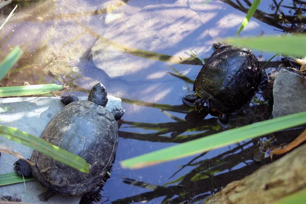 Many Common Aquatic Turtles Swim Underwater Blue Green Deep Pound — Stock Photo, Image