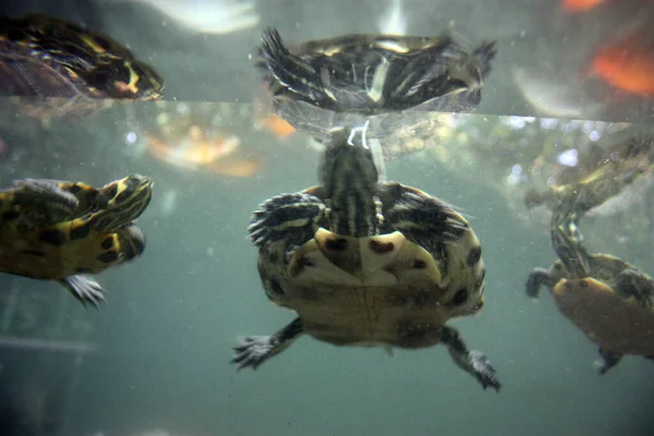 Veel Gewone Waterschildpadden Zwemmen Onder Water Een Blauw Groen Diep — Stockfoto