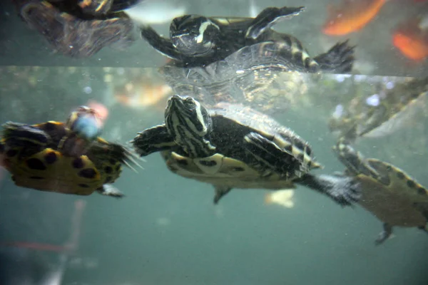 Veel Gewone Waterschildpadden Zwemmen Onder Water Een Blauw Groen Diep — Stockfoto