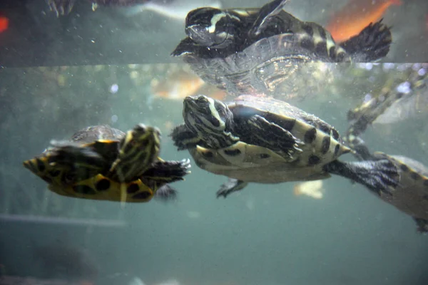 Veel Gewone Waterschildpadden Zwemmen Onder Water Een Blauw Groen Diep — Stockfoto