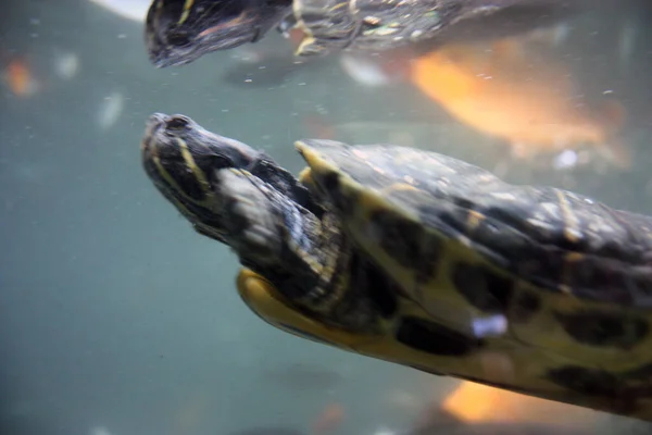 Veel Gewone Waterschildpadden Zwemmen Onder Water Een Blauw Groen Diep — Stockfoto
