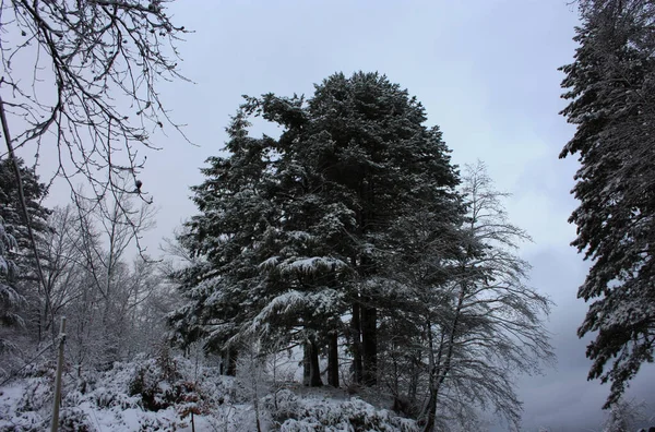Stora Imponerande Tall Täckt Med Mjuk Vit Snö Mitt Vintern — Stockfoto