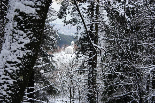 Grande Pinheiro Imponente Coberto Com Neve Branca Suave Meio Inverno — Fotografia de Stock