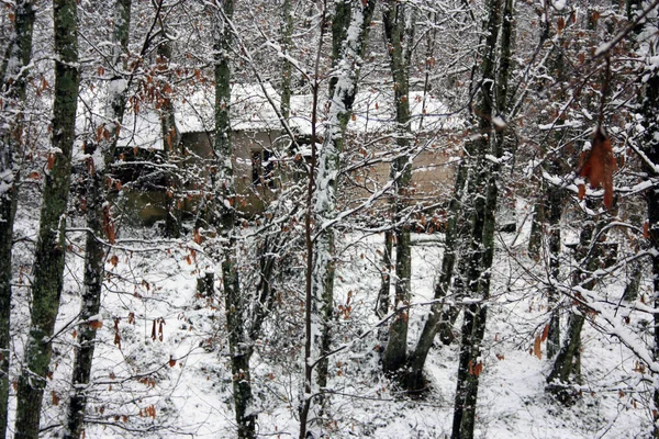 Fjällstuga Eller Timmerstuga Kamouflerad Vintersnö Skogen Och Apuanalpernas Träd Apenninerna — Stockfoto