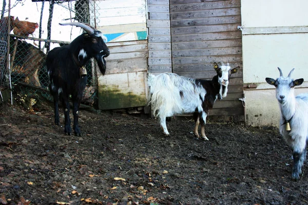 Cour Rurale Boueuse Souterraine Une Ferme Rustique Errent Chèvres Moutons — Photo