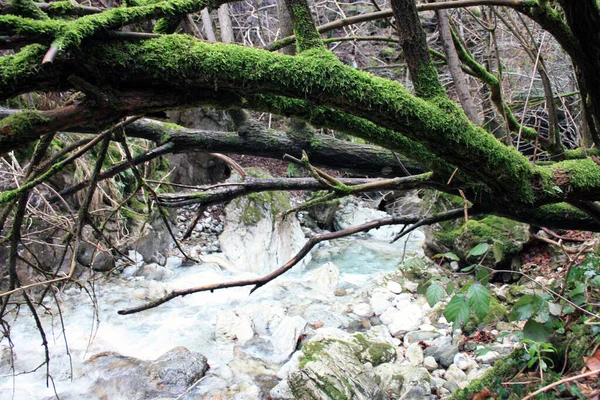 寒い冬に森の中を流れる川の水の上に緑の苔で覆われた流木の枝や幹 — ストック写真