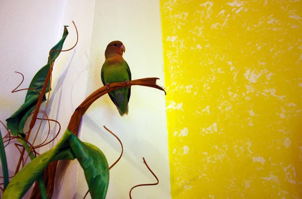 green yellow and red agapornis selby budgie hanging from a branch of a decorative plant in the house with white and yellow room walls