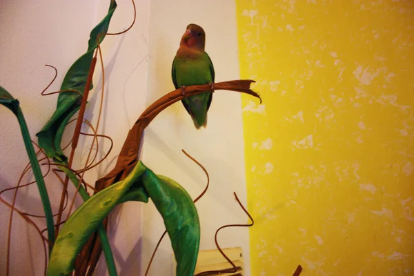 green yellow and red agapornis selby budgie hanging from a branch of a decorative plant in the house with white and yellow room walls