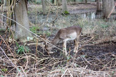 Ormanda boynuzları olan vahşi kahverengi geyik kışın Toskana 'da bir göletin önünde dinlenir.