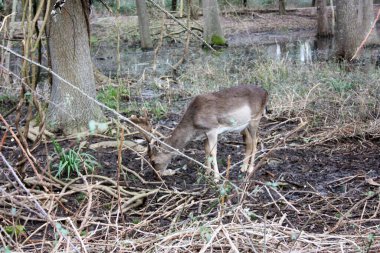 Ormanda boynuzları olan vahşi kahverengi geyik kışın Toskana 'da bir göletin önünde dinlenir.