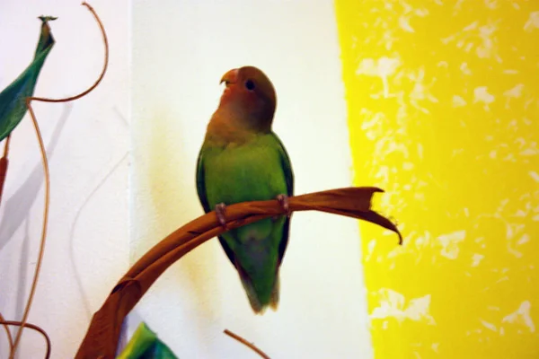 green yellow and red agapornis selby budgie hanging from a branch of a decorative plant in the house with white and yellow room walls