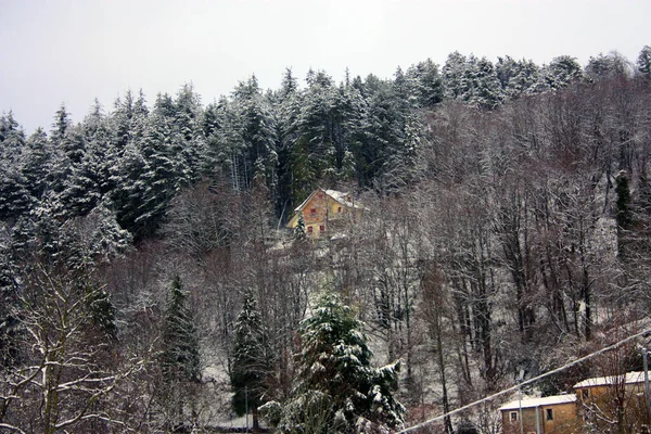아산에 산등성이와 소나무 사이에 풍경은 겨울에 백설로 뒤덮여 — 스톡 사진