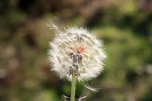 Liten Maskros Ensamheten Den Gröna Skrämmande Skogen — Stockfoto