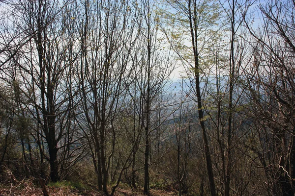 海と山の間のアプアン アルプスの光景は 薄く乾燥した裸の苗木の間で垣間見ることができます — ストック写真