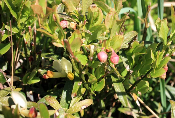 Fiori Rossi Timidi Cespugli Verdi Della Pianta Mirtillo Montagna Durante — Foto Stock