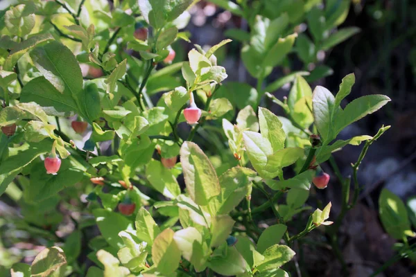 Fioritura Colorata Allegri Cespugli Verdi Primaverili Frutti Mirtillo Parco Naturale — Foto Stock