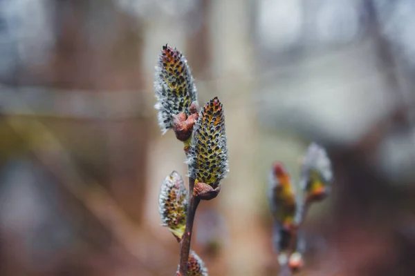 Pussy Willow Branches White Catkins Growing Young Buds Wild Willow — 스톡 사진