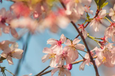 Bahar çiçekleri. Güneşli bahar gününde ağaçta güzel kiraz çiçekleri. Çiçek arka planı