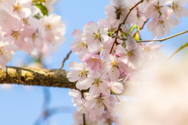 Bahar çiçekleri. Güneşli bahar gününde ağaçta güzel kiraz çiçekleri. Çiçek arka planı