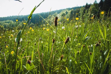Yeşil bir tarlada yabani çiçekler. Almanya 'daki Eifel Ulusal Parkı' nda bahar manzarası çiçek açıyor