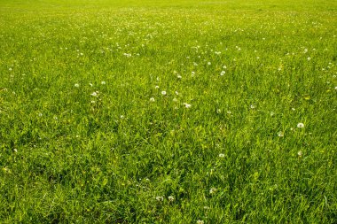 Yeşil bir tarlada yabani çiçekler. Almanya 'daki Eifel Ulusal Parkı' nda bahar manzarası çiçek açıyor