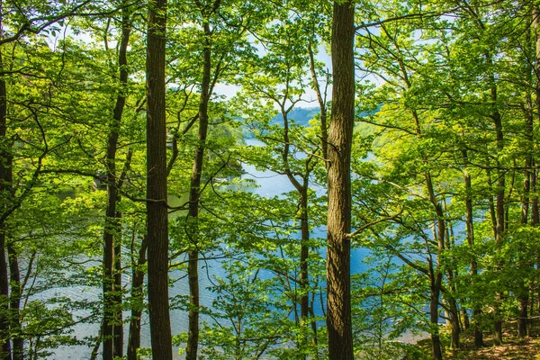 Rursee Parku Narodowym Eifel Niemcy Malowniczy Widok Drzewa Jezioro Tle — Zdjęcie stockowe