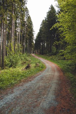 Alman ormanında yürüyüş parkurunda. Northrhine-Westphalia eyaletindeki Rothaar Dağları 'ndaki manzara patikası