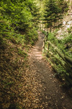 Alman ormanında yürüyüş parkurunda. Northrhine-Westphalia eyaletindeki Rothaar Dağları 'ndaki manzara patikası