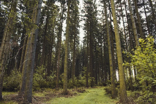 Bosque Coníferas Paisaje Idílico Las Montañas Rothaar Northrhine Westphalia Alemania —  Fotos de Stock