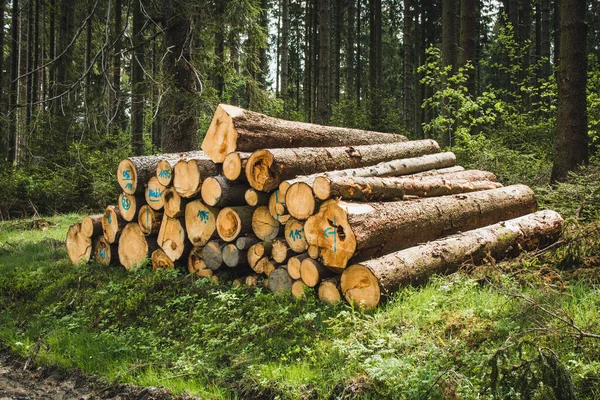 Legna Impilata Mucchio Tronchi Nella Foresta Conifera Tedesca Tronchi Albero — Foto Stock