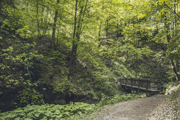 Μονοπάτι Πεζοπορίας Στο Γερμανικό Δάσος Γραφικό Μονοπάτι Ξύλινη Γέφυρα Στα — Φωτογραφία Αρχείου