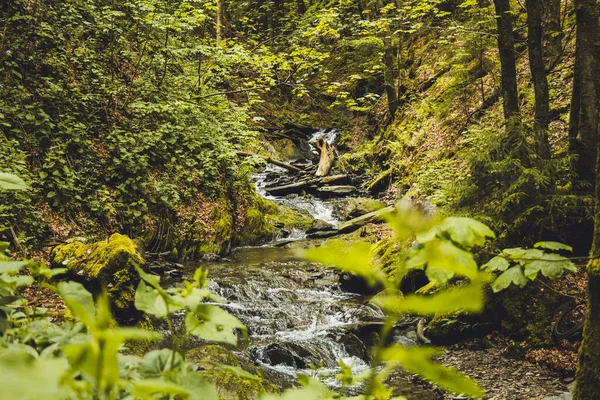 Northrhine-Westphalia eyaletindeki Rothaar Dağları 'ndaki Winterberg yakınlarında vahşi Helle nehri.