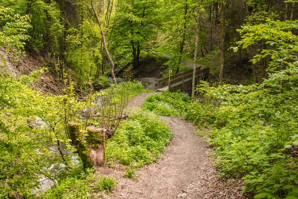 Sentier Randonnée Dans Forêt Allemande Sentier Pédestre Panoramique Dans Les — Photo