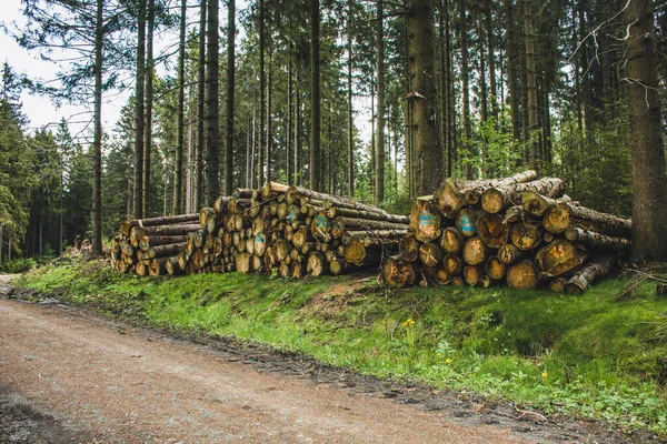 Bois Empilé Pile Grumes Dans Forêt Conifères Allemande Troncs Arbres Photo De Stock