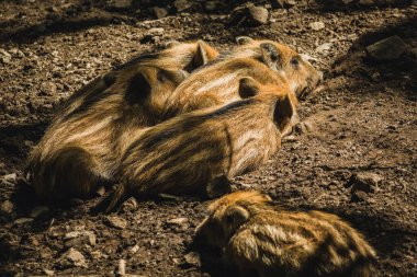 Hayvan muhafazasında genç bir yaban domuzu. Hayvan teması. Warstein, Almanya 'daki Vahşi Yaşam Parkı