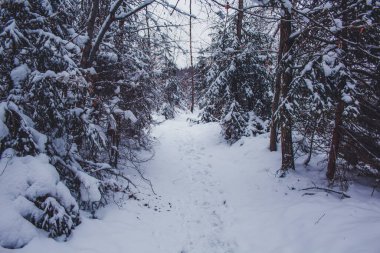 Harz Dağları Ulusal Parkı, Almanya 'da kış. Huysuz kar Alman ormanlarını kapladı.