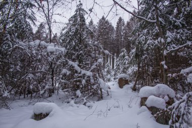 Harz Dağları Ulusal Parkı, Almanya 'da kış. Huysuz kar Alman ormanlarını kapladı.