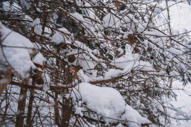 Harz Dağları Ulusal Parkı, Almanya 'da kış. Huysuz kar Alman ormanlarını kapladı.