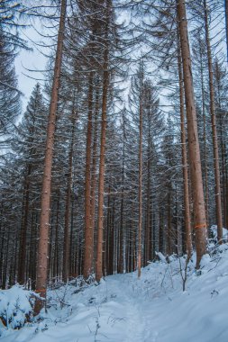 Harz Dağları Ulusal Parkı, Almanya 'da kış. Huysuz kar Alman ormanlarını kapladı.