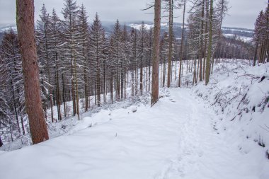 Harz Dağları Ulusal Parkı, Almanya 'da kış. Huysuz kar Alman ormanlarını kapladı.