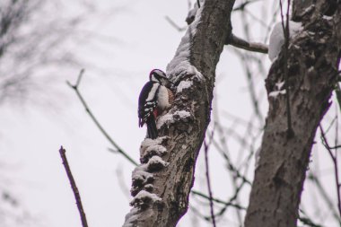 Harz Dağları Ulusal Parkı, Almanya 'da Büyük Benekli Ağaçkakan. Hayvan teması. Ağaçkakan kış mevsiminde ağaçta davul çalıyor