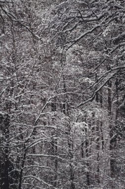 Harz Dağları Ulusal Parkı, Almanya 'da kış. Huysuz kar Alman ormanlarını kapladı.