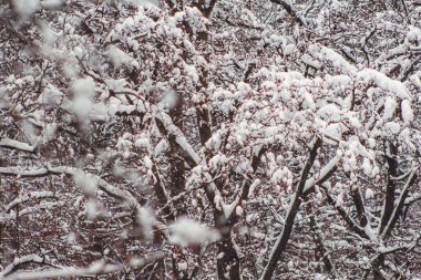 Harz Dağları Ulusal Parkı, Almanya 'da kış. Huysuz kar Alman ormanlarını kapladı.