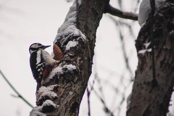 Buntspecht Nationalpark Harz Tierisches Thema Specht Trommelt Winter Auf Baum Stockfoto